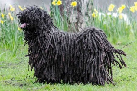 Top 10 Guard Dog Breeds you’ll love