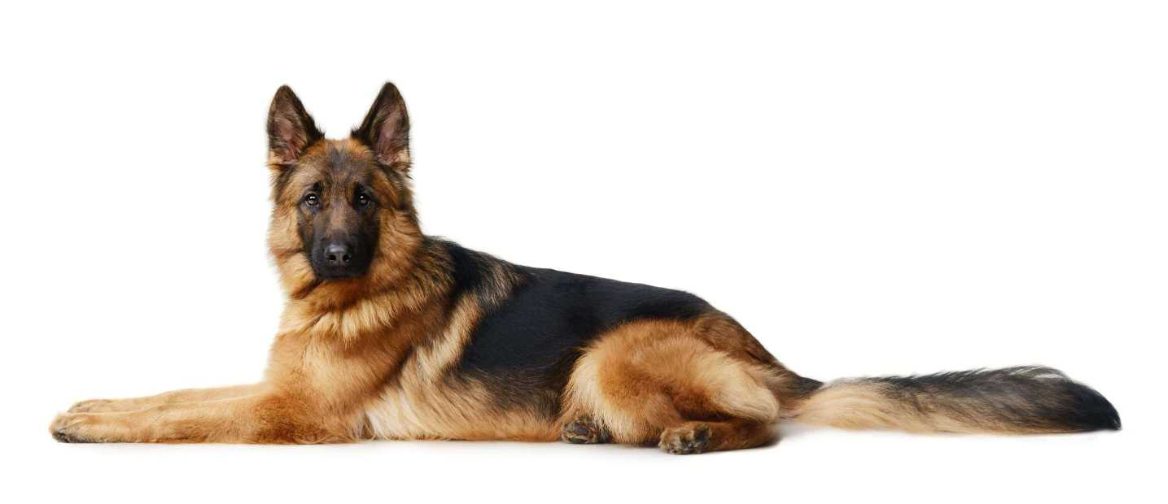 Top 10 Guard Dog Breeds you’ll love