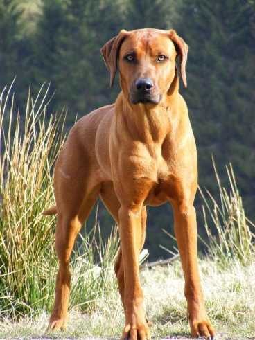 Top 10 Guard Dog Breeds you’ll love