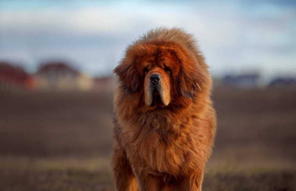 Top 10 Guard Dog Breeds you’ll love