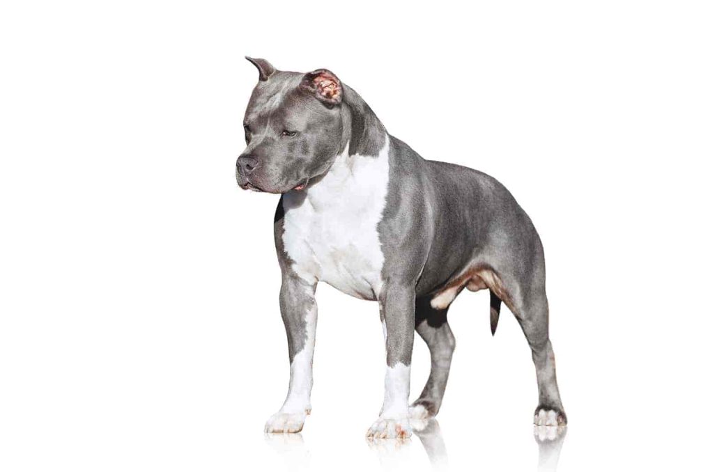 Top 10 Guard Dog Breeds you’ll love