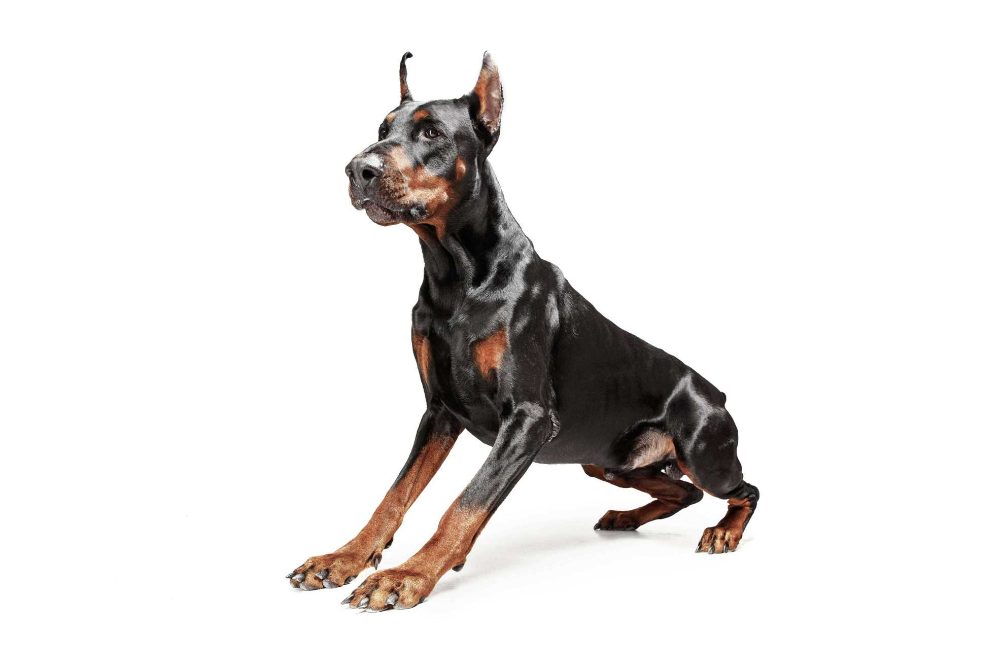 Top 10 Guard Dog Breeds you’ll love