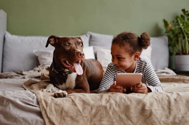 6 reasons for getting a Pitbull as a family dog