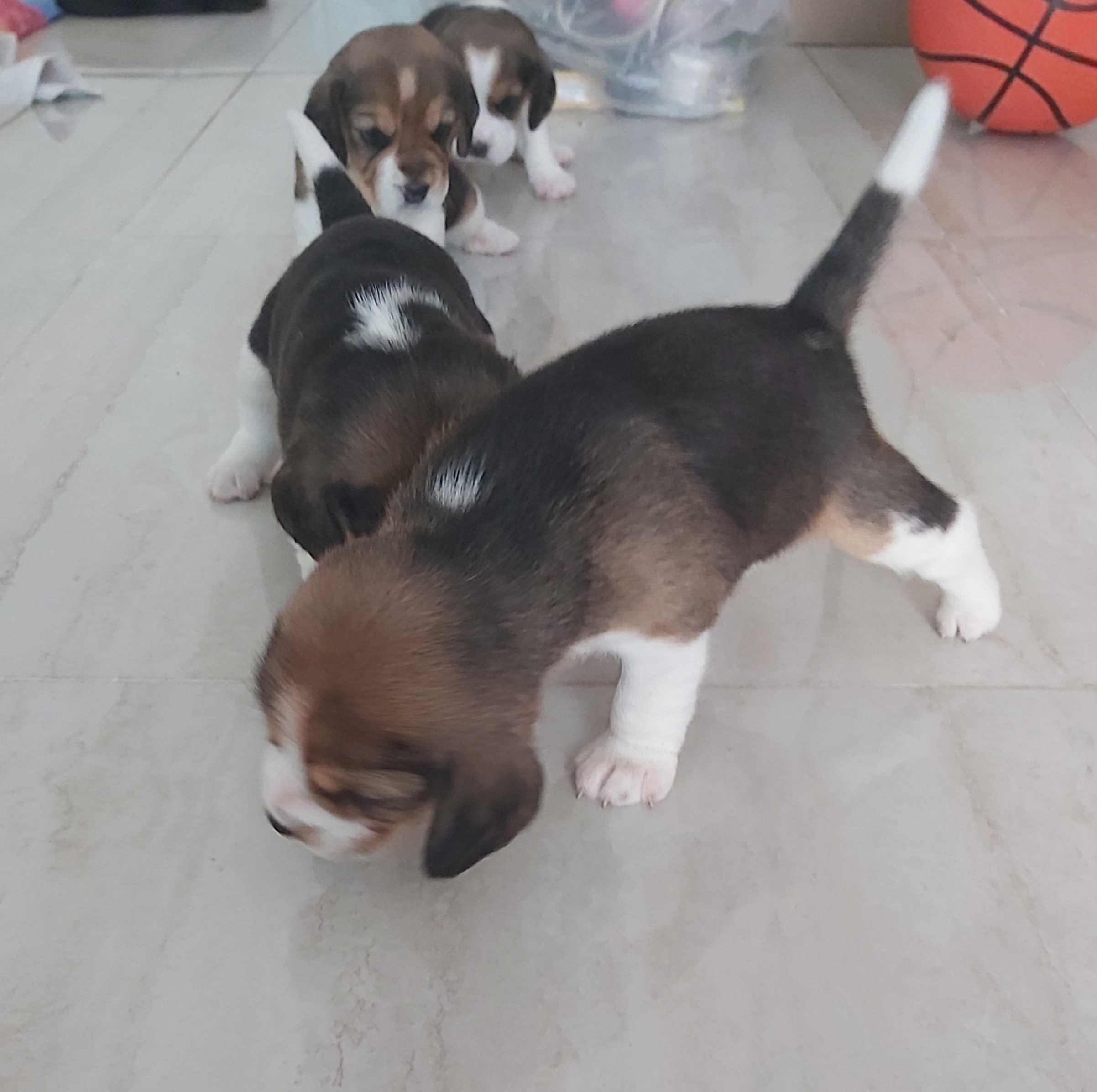 Mr n Mrs Pet