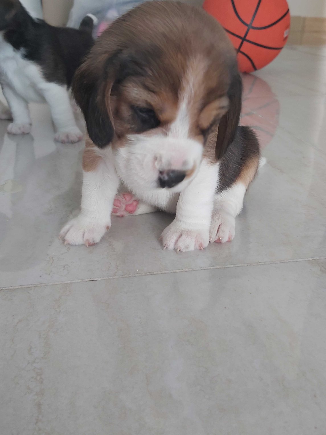 Mr n Mrs Pet