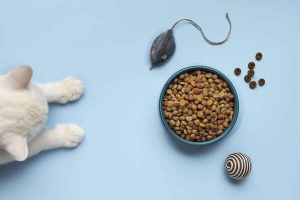 7 Best Cat Food For Your Cat’s Monsoon Diet