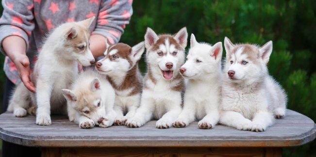 6 Things To Consider While Choosing A Dog Breeders In India