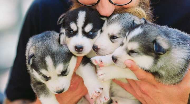 6 Things To Consider While Choosing A Dog Breeders In India