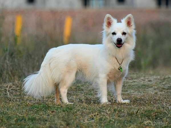 12 Budget Friendly Dog Breeds In India