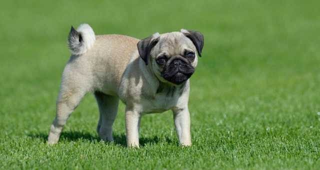12 Budget Friendly Dog Breeds In India