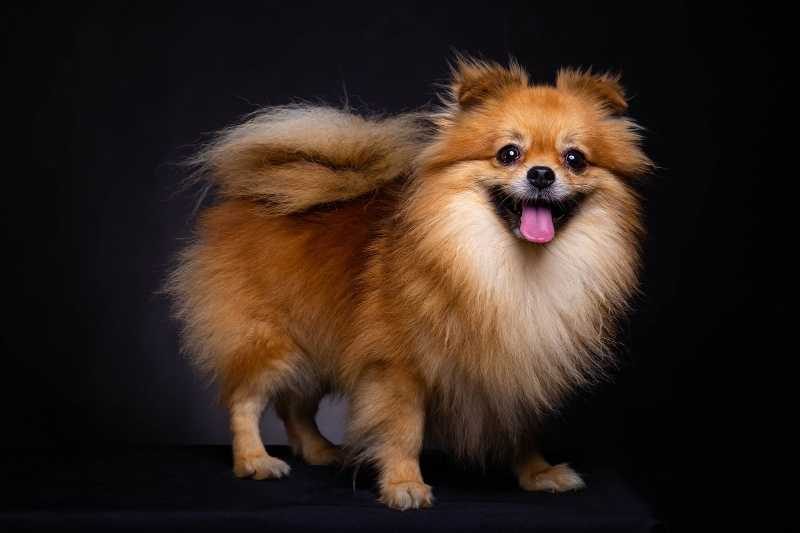 12 Budget Friendly Dog Breeds In India