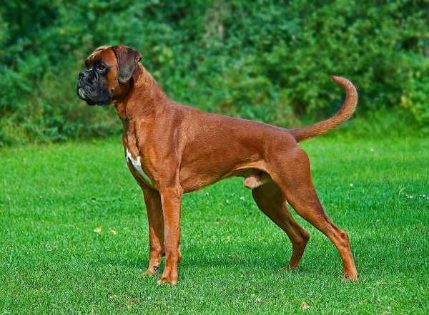 12 Budget Friendly Dog Breeds In India