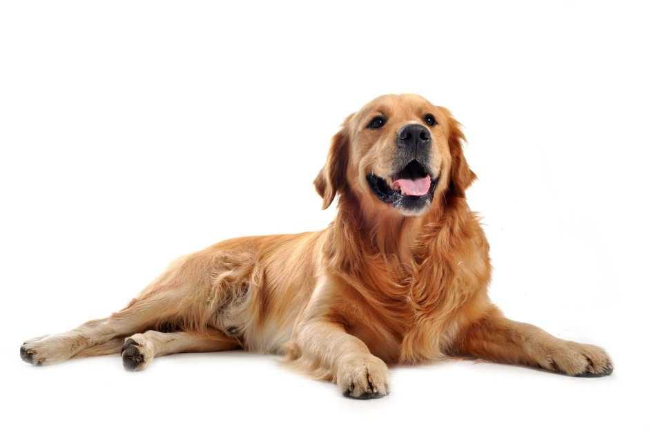 Mr n Mrs Pet lists the Top 10 Popular Dog Breeds in India