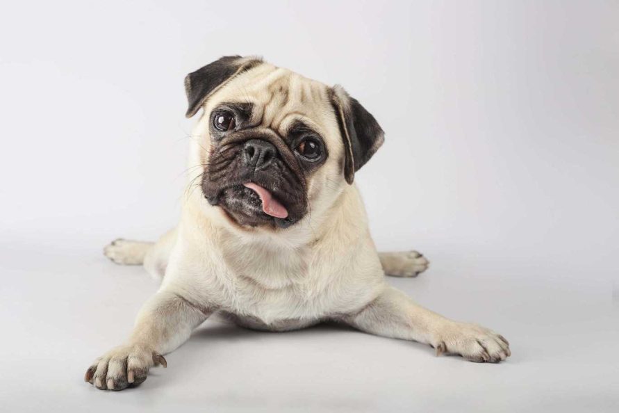 Mr n Mrs Pet lists the Top 10 Popular Dog Breeds in India