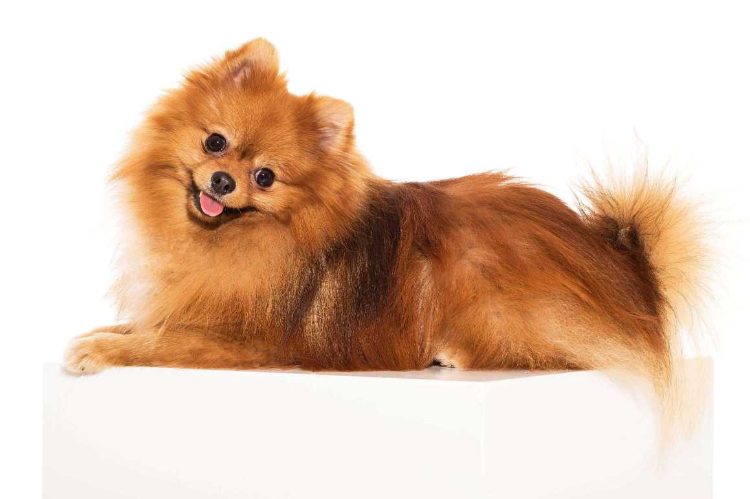 Mr n Mrs Pet lists the Top 10 Popular Dog Breeds in India