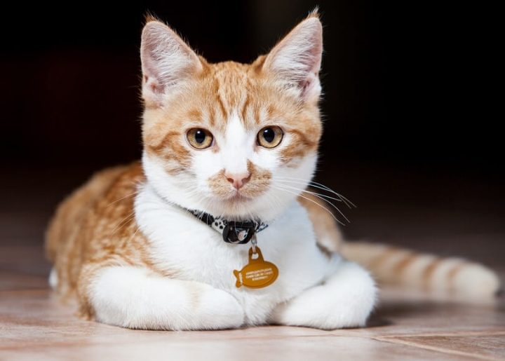 Most Popular Cat Names That Are Unique