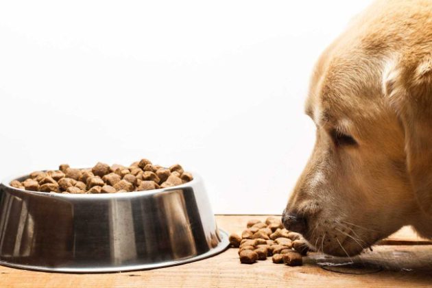 What Are The Best Dog Food for a Labrador Retriever?