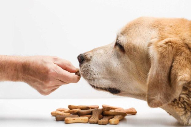 What Are The Best Dog Food for a Labrador Retriever?