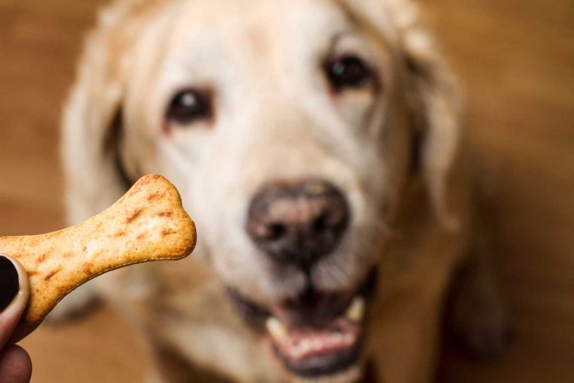 What Are The Best Dog Food for a Labrador Retriever?