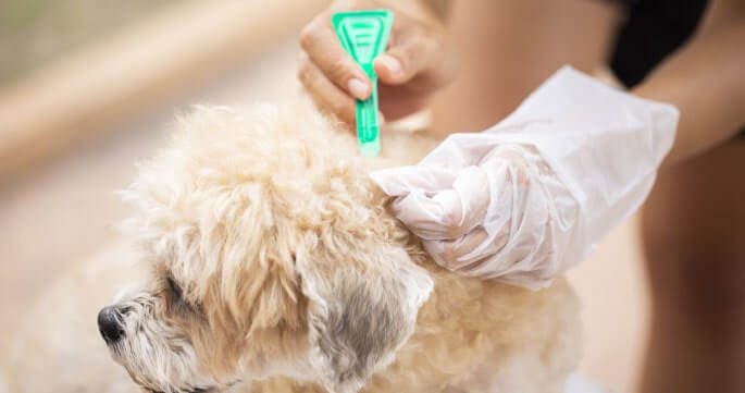 5 Things That Will Save Your Dog From Allergies During Monsoon