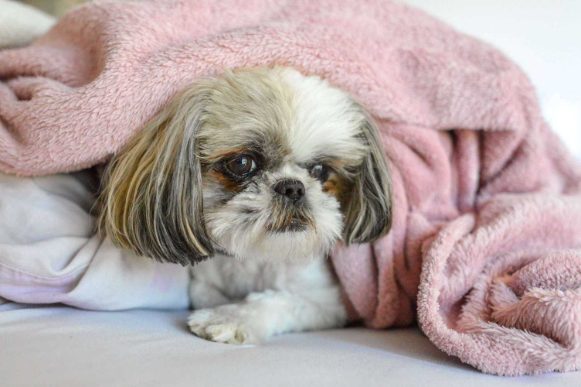 All You Need To Know About The Shih Tzu Dog Breed