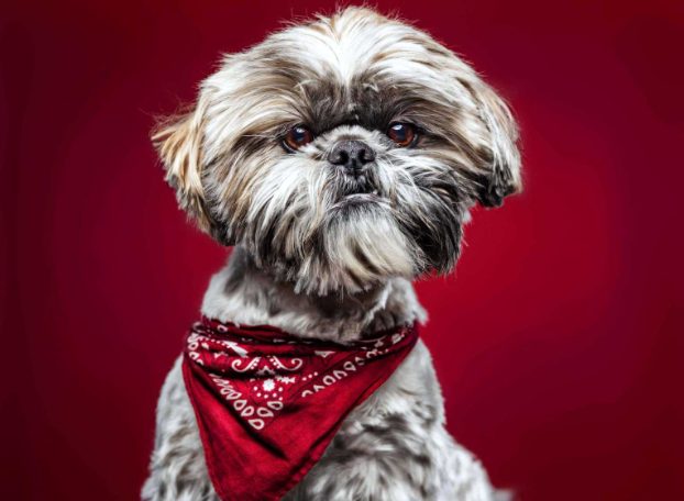 All You Need To Know About The Shih Tzu Dog Breed