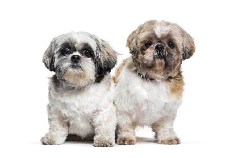 All You Need To Know About The Shih Tzu Dog Breed