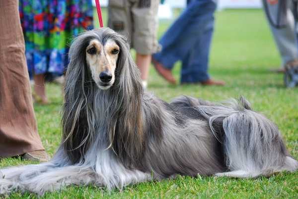 Mr n Mrs Pet List Down The Most Attractive Dog Breeds in India