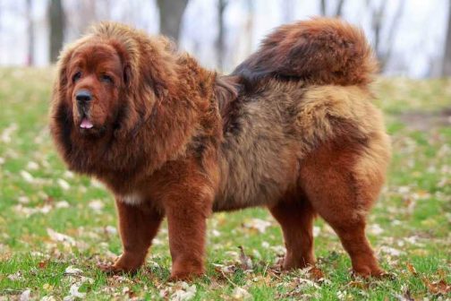 Mr n Mrs Pet List Down The Most Attractive Dog Breeds in India