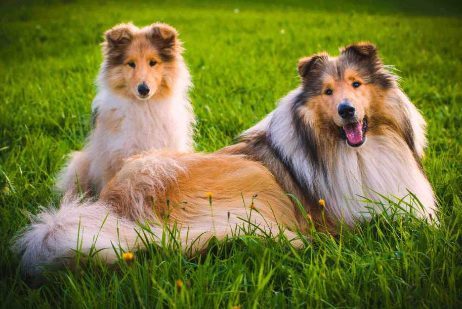 10 Family Friendly Dog Breeds