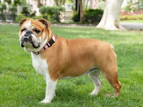 10 Family Friendly Dog Breeds