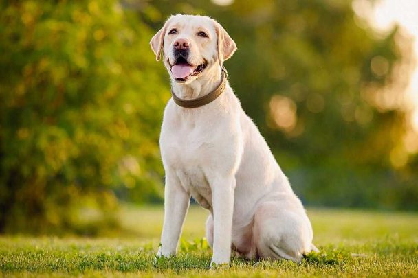 10 Family Friendly Dog Breeds