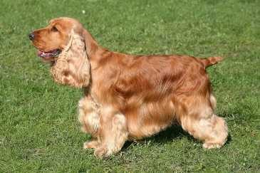 10 Family Friendly Dog Breeds