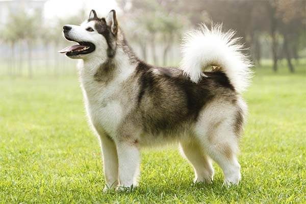 10 Family Friendly Dog Breeds