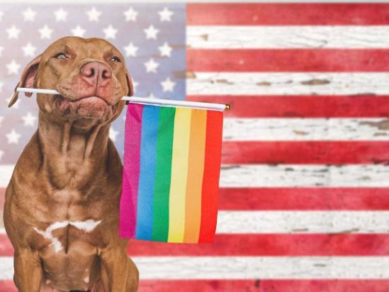 LGBTQ Adults Describe How Pets Have Changed Their Lives
