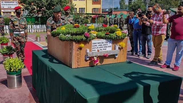 Axel the Braveheart: Shot Thrice, Indian Army Dog Axel Gives Life to Save Soldiers During Anti-terror Op in J&K