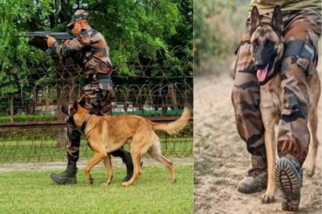 This Independence Day, We Salute the Unsung Canine Heroes of the Indian Army