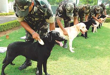 This Independence Day, We Salute the Unsung Canine Heroes of the Indian Army