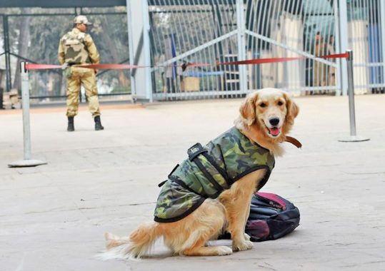 This Independence Day, We Salute the Unsung Canine Heroes of the Indian Army