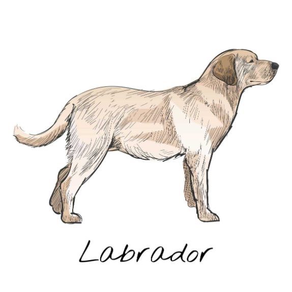 10 Things to consider while getting a Labrador
