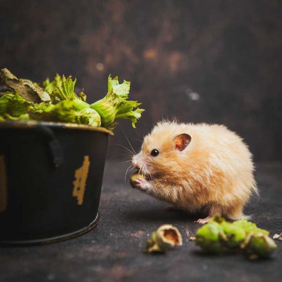 8 Things to Know About Hamsters