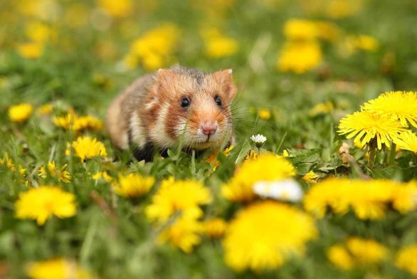 8 Things to Know About Hamsters