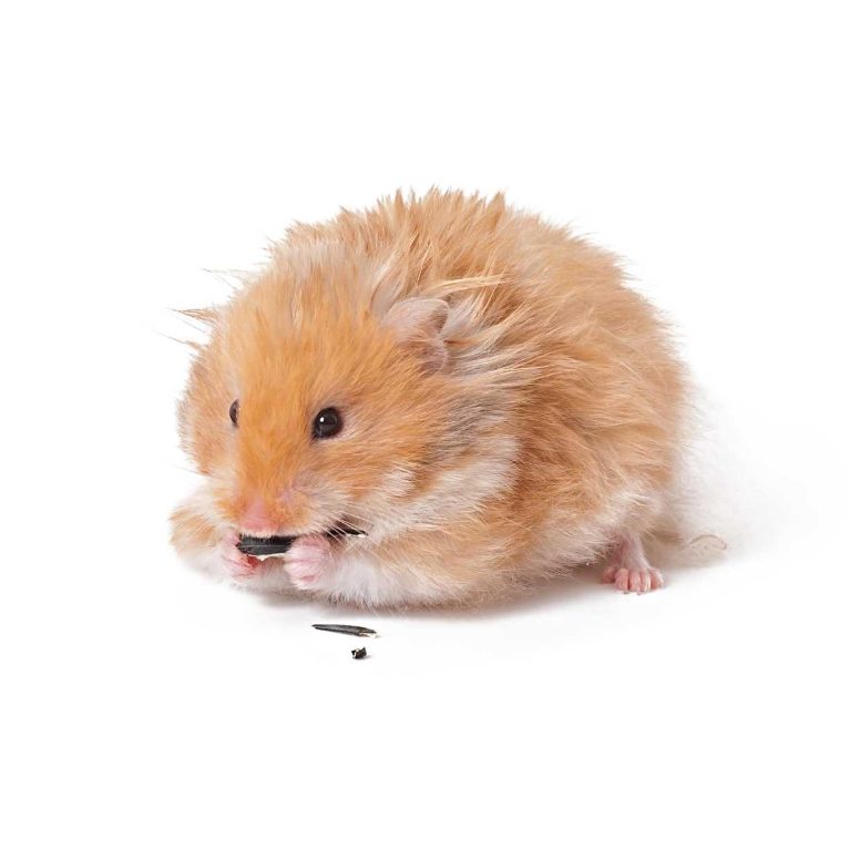 8 Things to Know About Hamsters