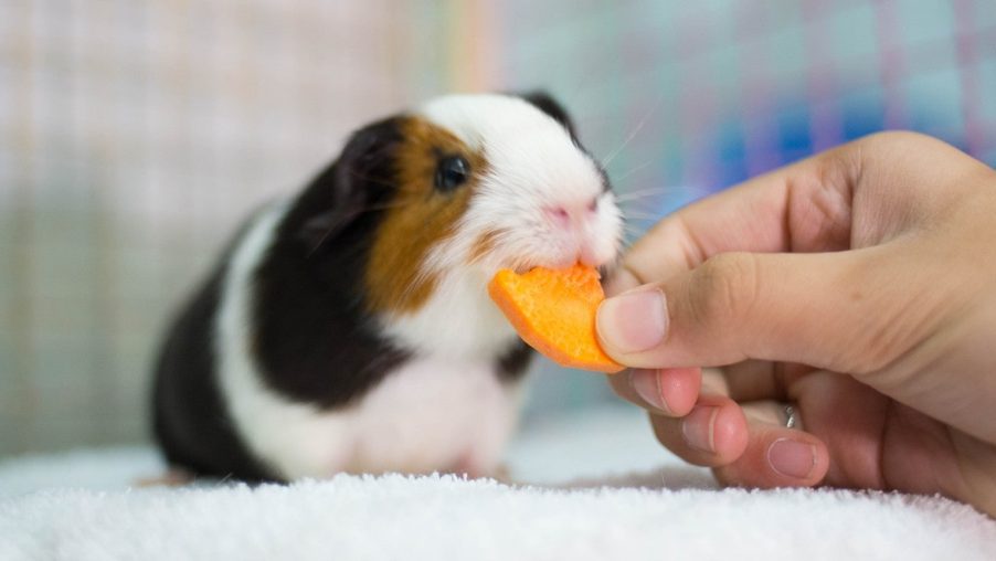 All you need to know about Guinea Pigs