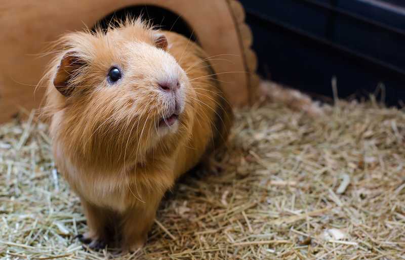 All you need to know about Guinea Pigs
