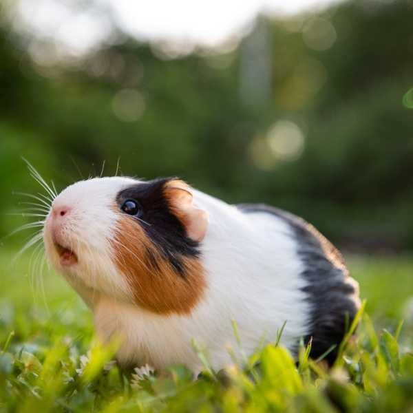 All you need to know about Guinea Pigs