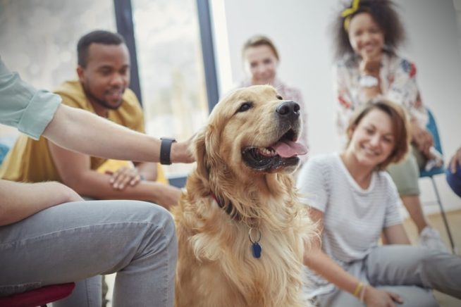 Will a therapy dog help me to get out of depression?