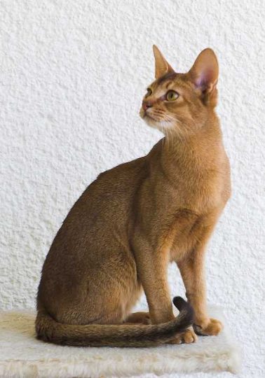 Friendly cat breeds that quickly get along with dogs