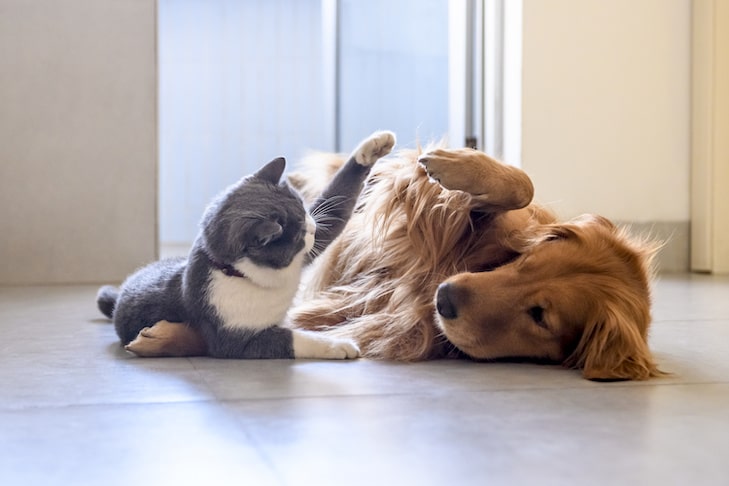 Friendly cat breeds that quickly get along with dogs