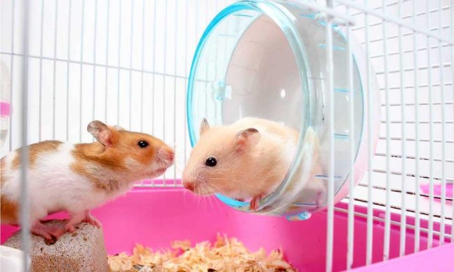 How are Hamsters as pets?